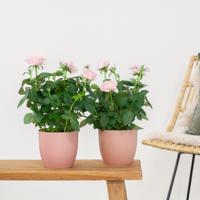 Potroos Duo (roze) - P12 - thumbnail