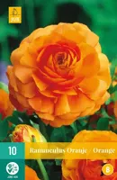 Ranunculus Oranje Bloembol JUB 10 bollen - Jub - thumbnail