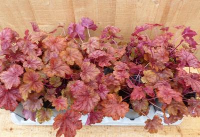 Heuchera Purperklokje 6 potjes per tray kleur rood tinten Warentuin Natuurlijk - Warentuin natuurlijk