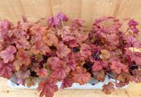 Heuchera Purperklokje 6 potjes per tray kleur rood tinten Warentuin Natuurlijk - Warentuin natuurlijk - thumbnail
