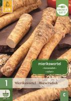 Mierikswortel Armoracia rusticana - thumbnail