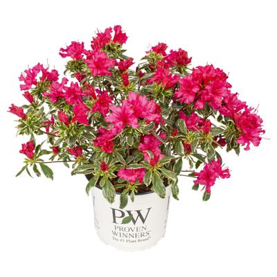 Rhododendron Bollywood - Rododendron - P19