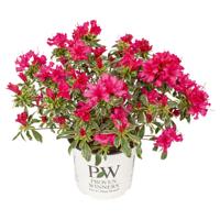 Rhododendron Bollywood - Rododendron - P19 - thumbnail