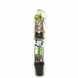 Klimplant Clematis Madame Le Coultre - Witte Bosrank 120cm