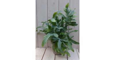 Blauwvaren Phlebodium in taupe pot 30 cm Warentuin Natuurlijk - Warentuin natuurlijk