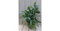 Blauwvaren Phlebodium in taupe pot 30 cm Warentuin Natuurlijk - Warentuin natuurlijk - thumbnail