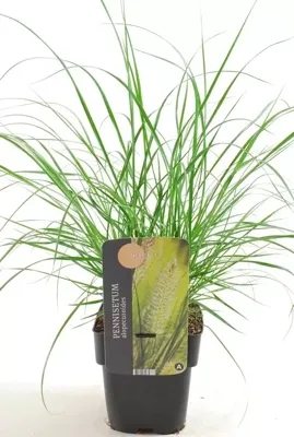 Siergras - Pennisetum Alopecuroides Hameln