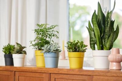 B. for Original Round 25 oker