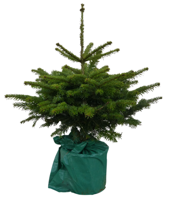 Kerstboom Warentuin Picea Pungens 60 - 80 cm in pot Warentuin Natuurlijk - Warentuin natuurlijk