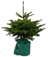 Kerstboom Warentuin Picea Pungens 60 - 80 cm in pot Warentuin Natuurlijk - Warentuin natuurlijk - thumbnail