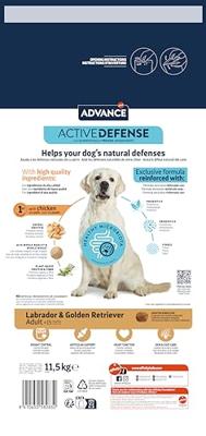 Advance adult labrador retriever