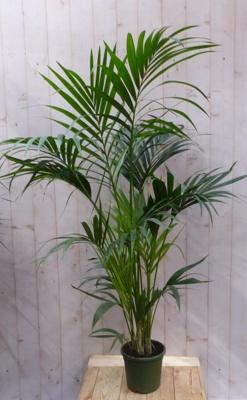 Kentiapalm Howea Forsteriana kamerplant potmaat 22 cm H140-160 cm Warentuin Natuurlijk - Warentuin natuurlijk