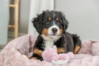 Trixie hondenmand loki gerecycled hoekig roze - thumbnail