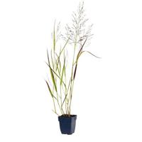 Panicum virg. Rehbraun vaste plant Griffioen - Griffioen - thumbnail