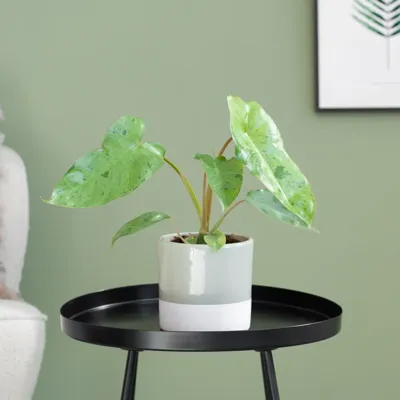 Philodendron Paraiso Verde - P12 Philodendron Paraiso Verde - P12