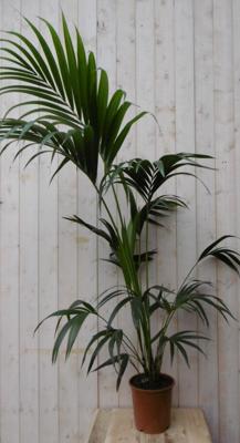 Kamerpalm kamerplant Kentiapalm Howea Forsteriana potmaat 21 cm H100-120 cm Warentuin Natuurlijk - Warentuin natuurlijk