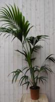 Kamerpalm kamerplant Kentiapalm Howea Forsteriana potmaat 21 cm H100-120 cm Warentuin Natuurlijk - Warentuin natuurlijk - thumbnail