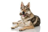 Nylabone extreme chew antler bone hertsmaak - thumbnail