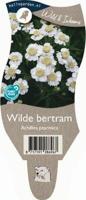 Wilde bertram vaste plant Griffioen - Griffioen - thumbnail