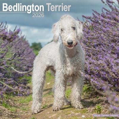 Bedlington Terrier Kalender 2026 Bedlington Terrier Kalender 2026
