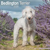 Bedlington Terrier Kalender 2026 - thumbnail