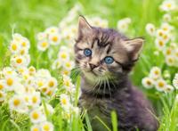 Ravensburger legpuzzel katje in de wei, 500st. - thumbnail