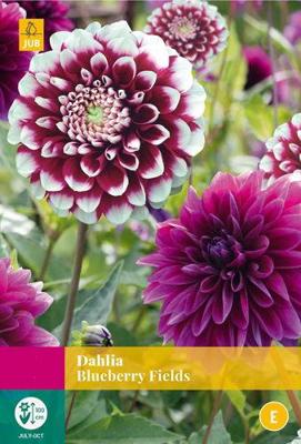 Dahlia blueberry fields