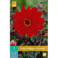 Dahlia Bishop of llandaff - thumbnail