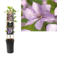Lila bosrank (Clematis "Margaret Hunt") klimplant - thumbnail
