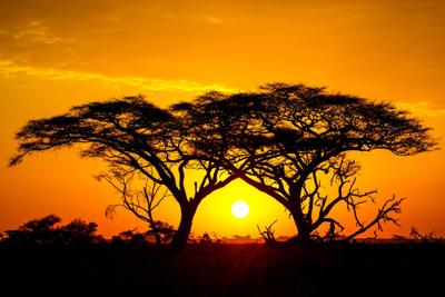 Schilderij - Zonsondergang in Afrika , 2 maten , Oranje zwart , Wanddecoratie