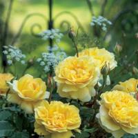 Engelse klimroos (rosa "The Poet's Wife"®) - thumbnail