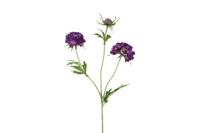 Decostar zijdebloem Scabiosa 72 cm paars - thumbnail