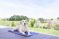 Tappetino rinfrescante - KERBL - CoolRelax - 50 x 40 cm - Blu - thumbnail