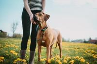 HUNTER Hondenhalsband Wolmar, rookblauw/zwart, Maat: 40 - thumbnail