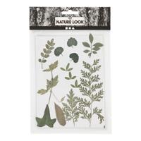 Creativ Company Gedroogde bloemen en bladeren groen - thumbnail