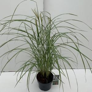 Prachtriet (Miscanthus sinensis "Flamingo") siergras - In 3 liter pot - 1 stuks Prachtriet (Miscanthus sinensis "Flamingo") siergras - In 3 liter pot - 1 stuks