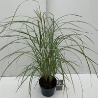 Prachtriet (Miscanthus sinensis "Flamingo") siergras - In 3 liter pot - 1 stuks - thumbnail