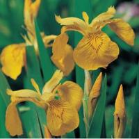 Gele iris (Iris pseudacorus) moerasplant (6-stuks) - thumbnail