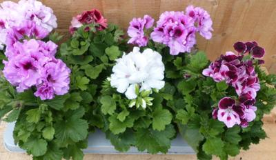 Franse Geranium Pelagonium 6 potjes per tray kleur mix Warentuin Natuurlijk - Warentuin natuurlijk