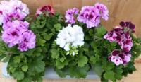 Franse Geranium Pelagonium 6 potjes per tray kleur mix Warentuin Natuurlijk - Warentuin natuurlijk - thumbnail