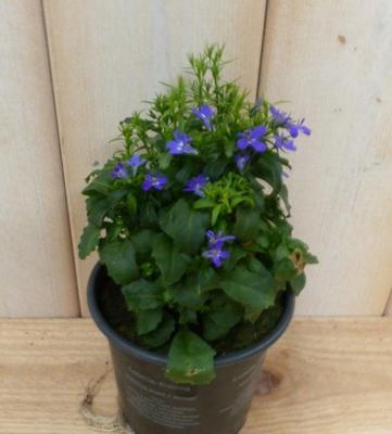 3 stuks! Lobelia blauw Warentuin Natuurlijk - Warentuin natuurlijk