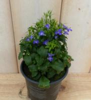 3 stuks! Lobelia blauw Warentuin Natuurlijk - Warentuin natuurlijk - thumbnail