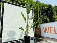 Strelitzia Augusta - Paradijsvogelbloem - hoogte 250-300 cm - thumbnail