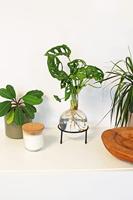 Flora Stekjesvaas - thumbnail