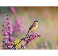 Anna's Collection tuinschilderij gele kwikstaart 78x58cm multi - thumbnail