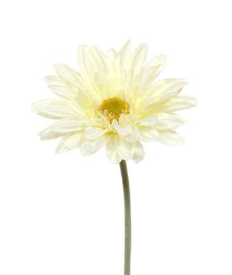 Gerbera kunst steelbloem 60 cm creme