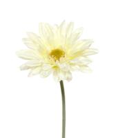 Gerbera kunst steelbloem 60 cm creme - thumbnail