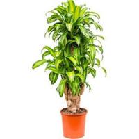 Dracaena massangeana XXXL kamerplant - thumbnail