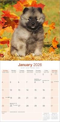 Keeshond Kalender 2026 Keeshond Kalender 2026