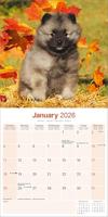 Keeshond Kalender 2026 - thumbnail